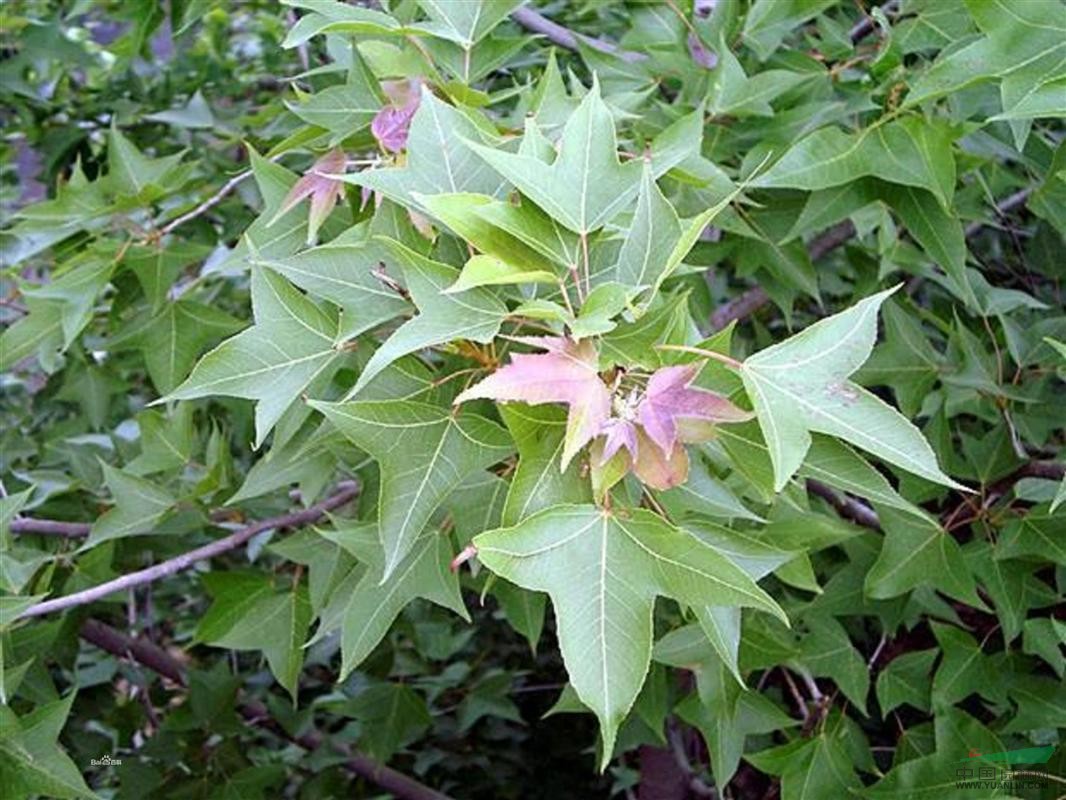 優(yōu)質楓香基地，楓香價格指南，楓香種植技術 