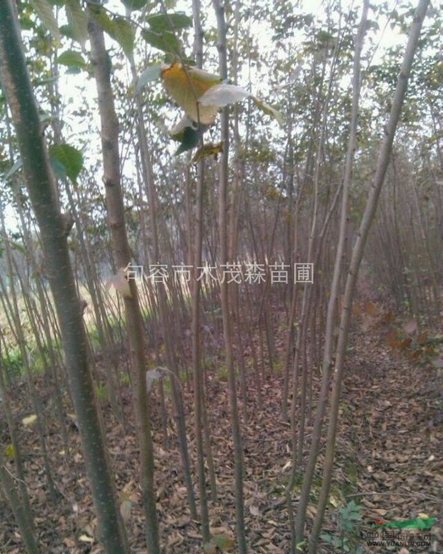 櫸樹