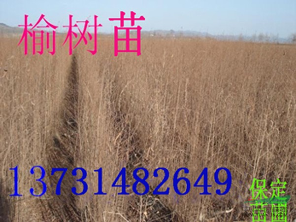 榆樹|供應(yīng)榆樹|河北榆樹|榆樹價格