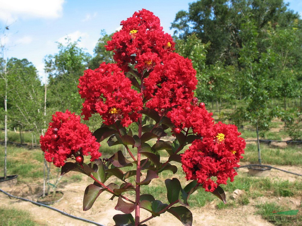 名品花木紫薇，四川紫薇價(jià)格 