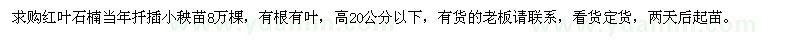 求購高20公分以下紅葉石楠小秧苗