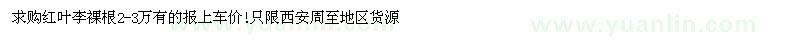 求購紅葉李