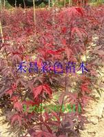 供應(yīng)歐洲紅楓小苗、歐洲紅楓苗木場、歐洲紅楓直銷基地