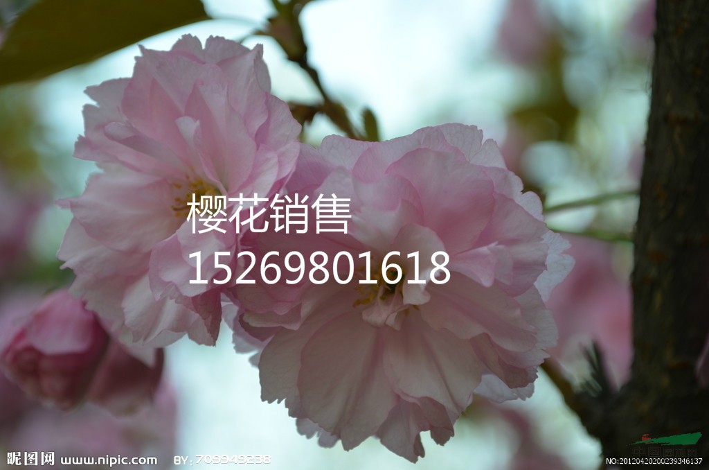 山東泰安櫻花樹苗價(jià)格/櫻花苗木價(jià)格/泰安櫻花苗木價(jià)格/