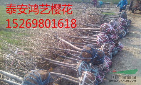 山東泰安櫻花樹苗價(jià)格/櫻花苗木價(jià)格/泰安櫻花苗木價(jià)格/