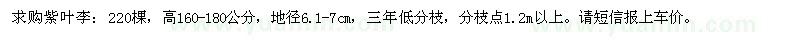 求購高160-180公分紫葉李