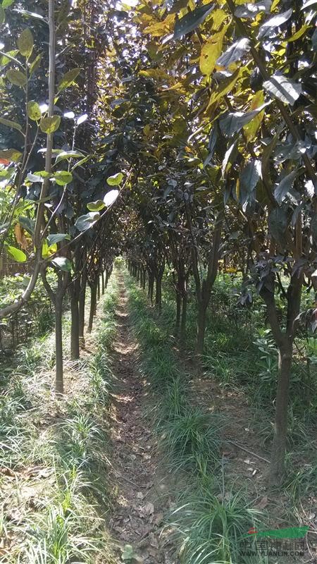 大量供應(yīng)（紅葉李）   大量出售（紅葉李）