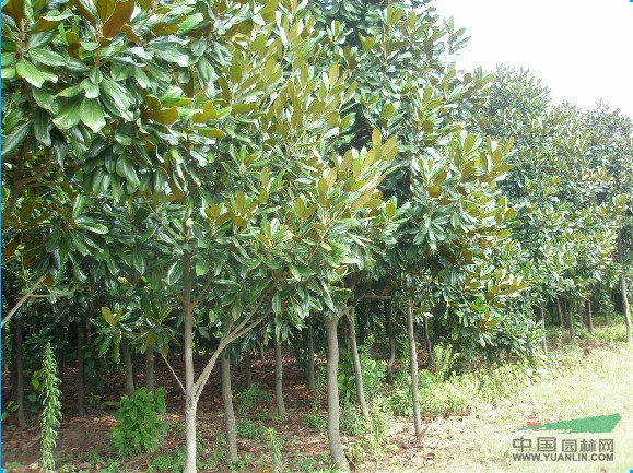 廣玉蘭最新價(jià)格，廣玉蘭價(jià)格報(bào)價(jià)