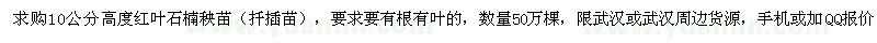 求購高10公分紅葉石楠