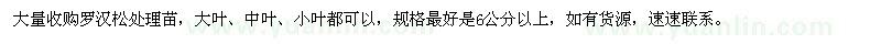 求購6公分以上羅漢松處理苗