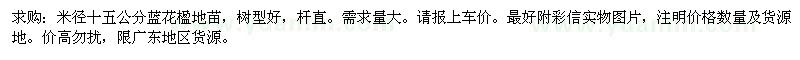 求購15公分藍花楹
