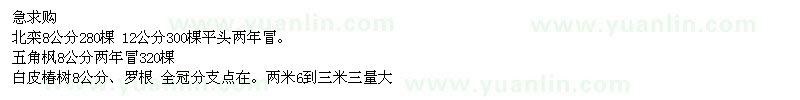求購北欒、五角楓、白皮椿樹(shù)