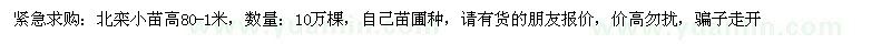求購高80-1米北欒小苗