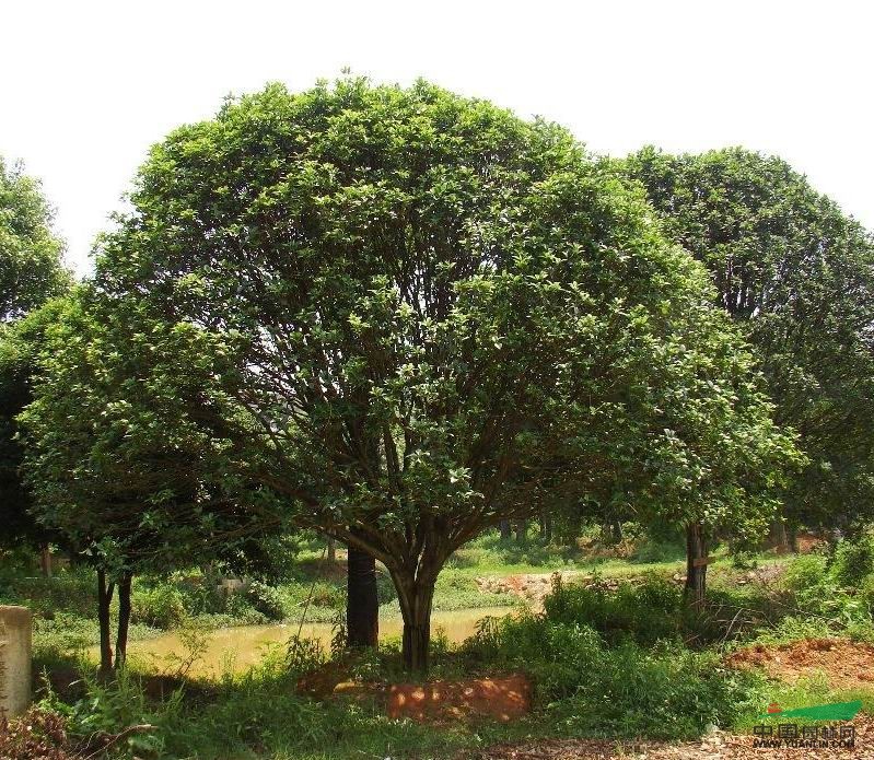 700棵杨梅树地径20—30CM,500甩卖