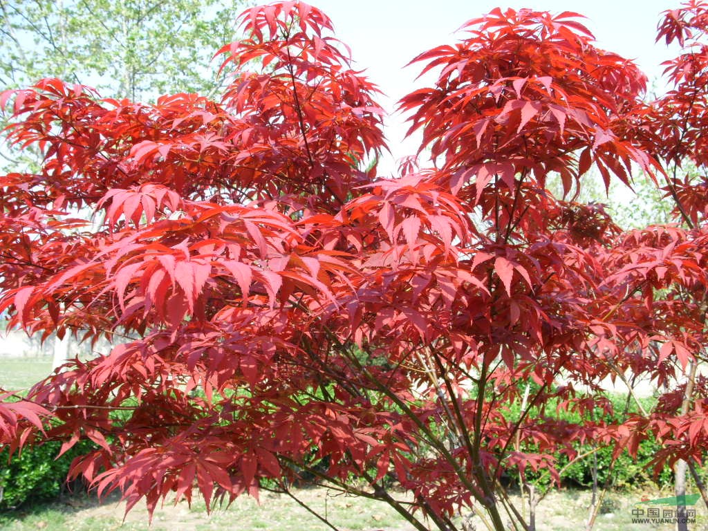 紅楓價(jià)格介紹紅楓資料