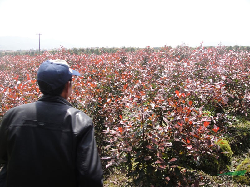 安徽紅葉石楠價格紅葉石楠小苗價格