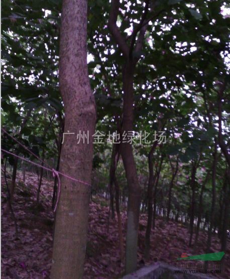 供應(yīng)廣東紅花紫荊