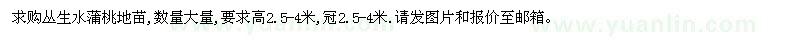 求購高2.5-4米叢生水蒲桃