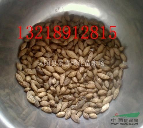 桂花種子多少錢一斤