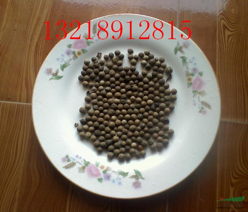 香樟種子怎么種