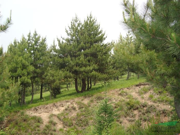 供應(yīng)陜西雪松價(jià)格雪松小苗價(jià)格