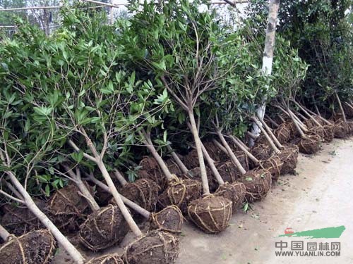 自產(chǎn)自銷大紅丹桂苗，大葉丹桂，小苗，大樹，枝條；可到現(xiàn)場看苗