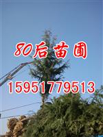 4米雪松價(jià)格 四米雪松價(jià)格