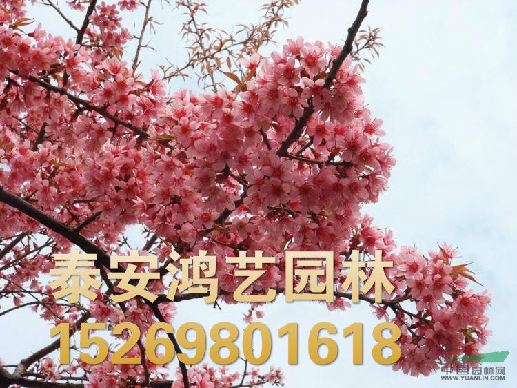 供應(yīng)日本櫻花樹苗/日本櫻花樹苗價格/山東泰安供應(yīng)日本櫻花
