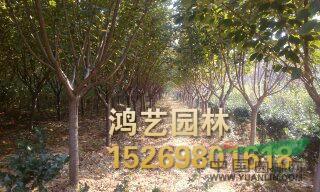 供應(yīng)日本櫻花樹苗/日本櫻花樹苗價格/山東泰安供應(yīng)日本櫻花