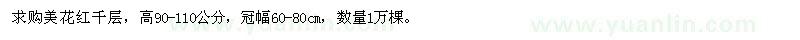 求購高90-110公分美花紅千層