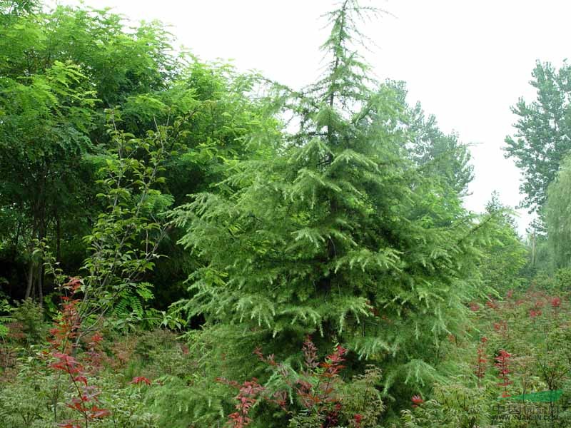 河北邯鄲蜀檜價格 河北蜀檜價格 河北蜀檜價格走勢