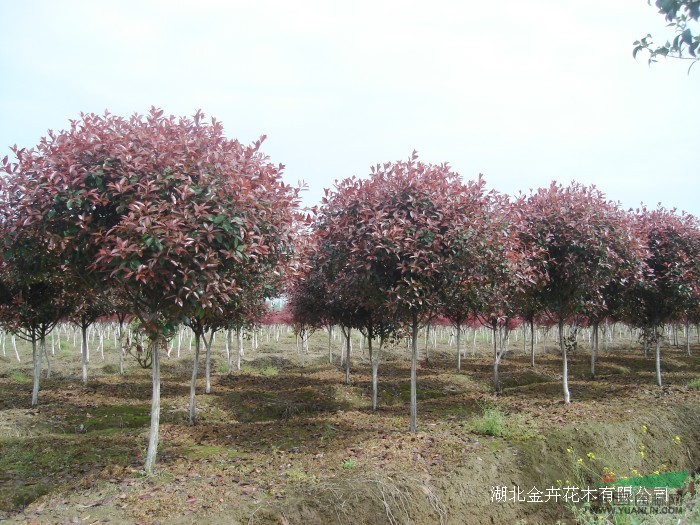 2公分高桿紅葉石楠價格2公分高桿紅葉石楠批發(fā)
