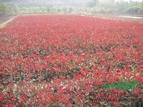 2公分高桿紅葉石楠價格2公分高桿紅葉石楠批發(fā)