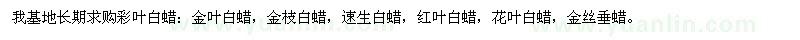 求購金葉白蠟、金枝白蠟、速生白蠟等
