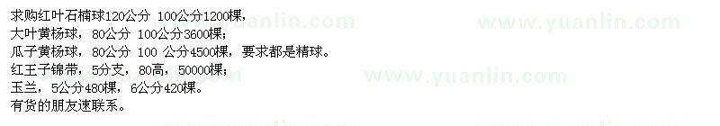 求購紅葉石楠球、大葉黃楊球、瓜子黃楊球等