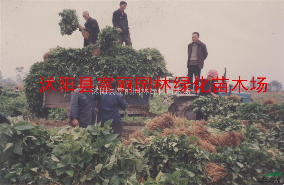 批量直賣桑樹(shù)苗--沭陽(yáng)苗木基地特供--桑樹(shù)苗