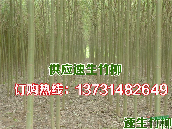 竹柳|速生竹柳|供應(yīng)速生竹柳|速生竹柳價(jià)格|河北速生竹柳