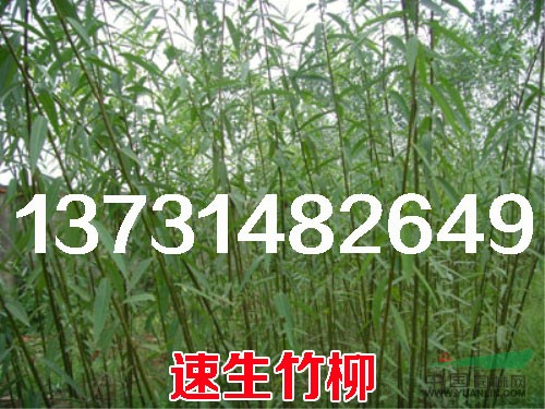 竹柳|速生竹柳|供應(yīng)速生竹柳|速生竹柳價(jià)格|河北速生竹柳