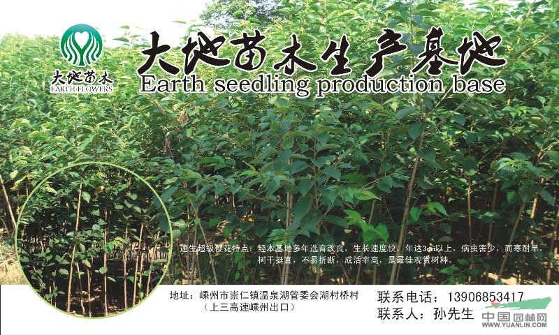 浙江黃金槐苗木基地新報(bào)價/黃金槐報(bào)價