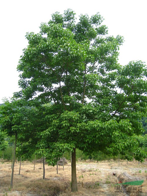 重陽(yáng)木價(jià)格