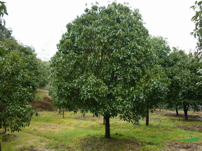 重陽(yáng)木價(jià)格