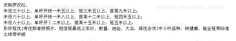 求購米徑30以上羅漢松