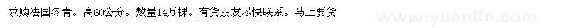 求購高60公分法國冬青