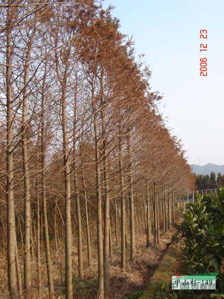 落羽杉價格/最新落羽杉價格