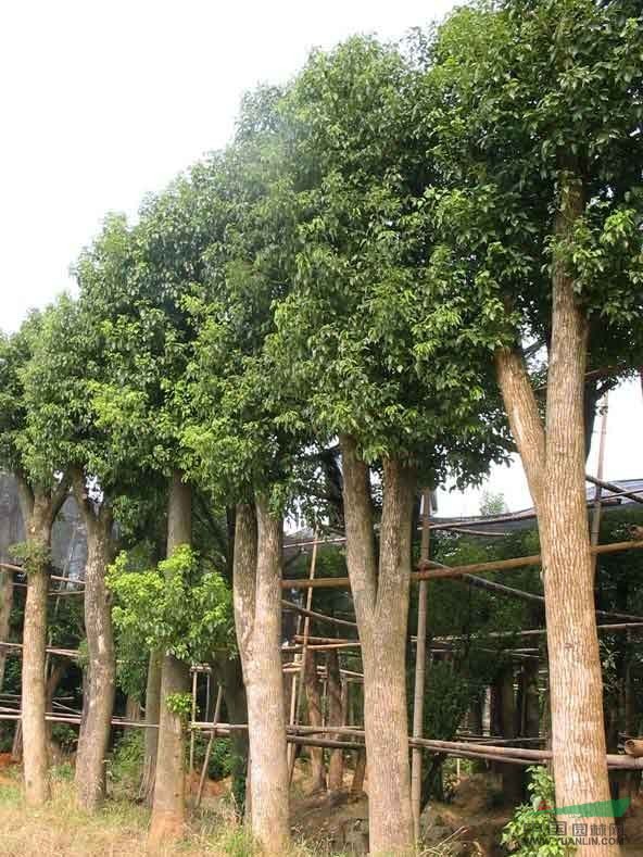 浙江地区供应3-50公分香樟树 多头樟树 芳樟树