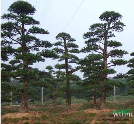 苗圃基地供應(yīng)精品羅漢松 樹形高大美觀