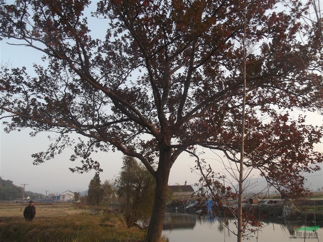 紅楓盆景 紅楓風(fēng)景樹 三角楓盆景 五角楓盆景 批發(fā)供應(yīng)