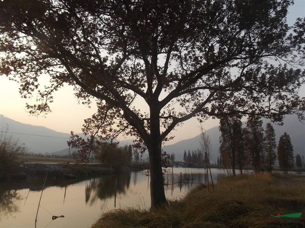 紅楓盆景 紅楓風(fēng)景樹 三角楓盆景 五角楓盆景 批發(fā)供應(yīng)