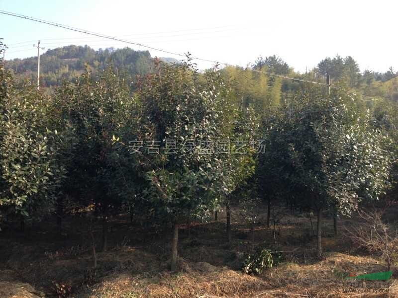 高桿紅葉石楠1行情報價高桿紅葉石楠1圖片展示