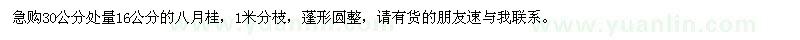 求購30公分處量16公分八月桂